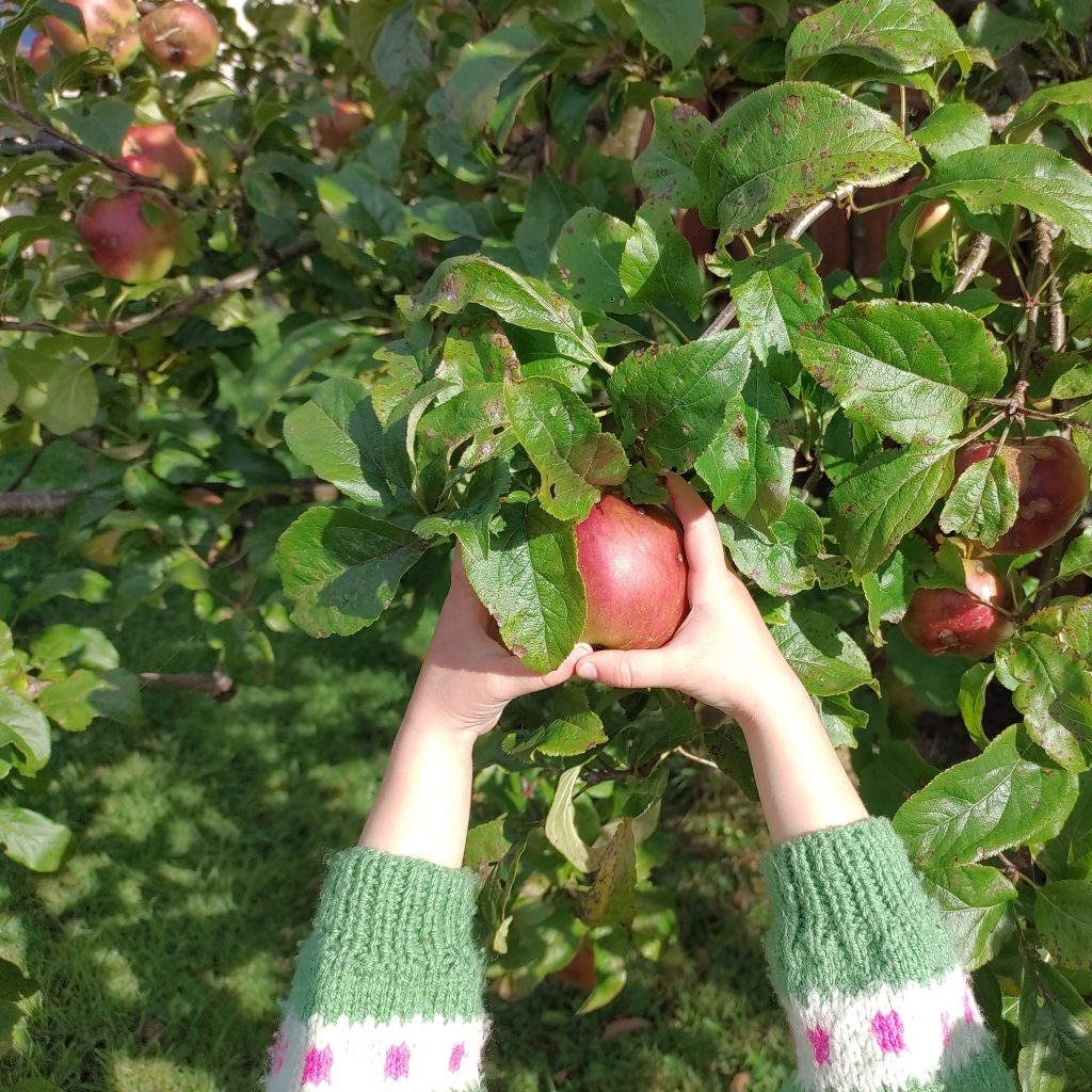 Two little hands reach up to pull down a red apple from an apple-tree.