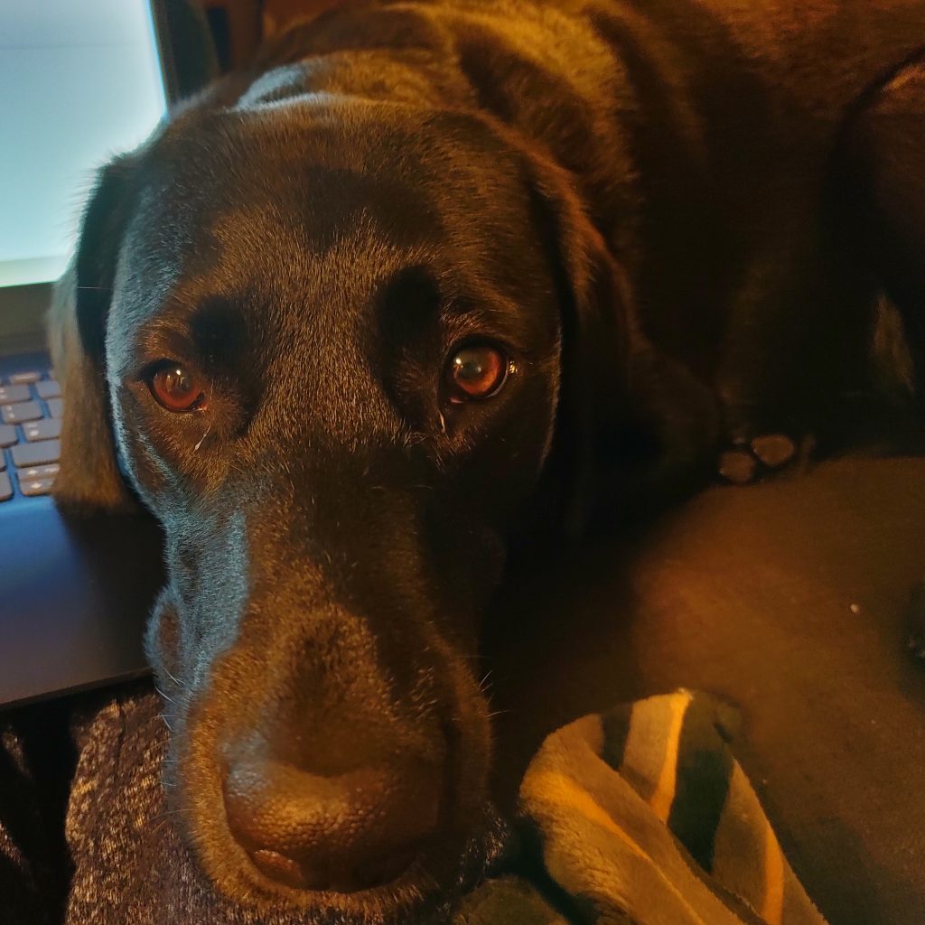 A close-up of a black Pointer/Lab cross dog, with her head draped across a laptop that sits on someone's knees.