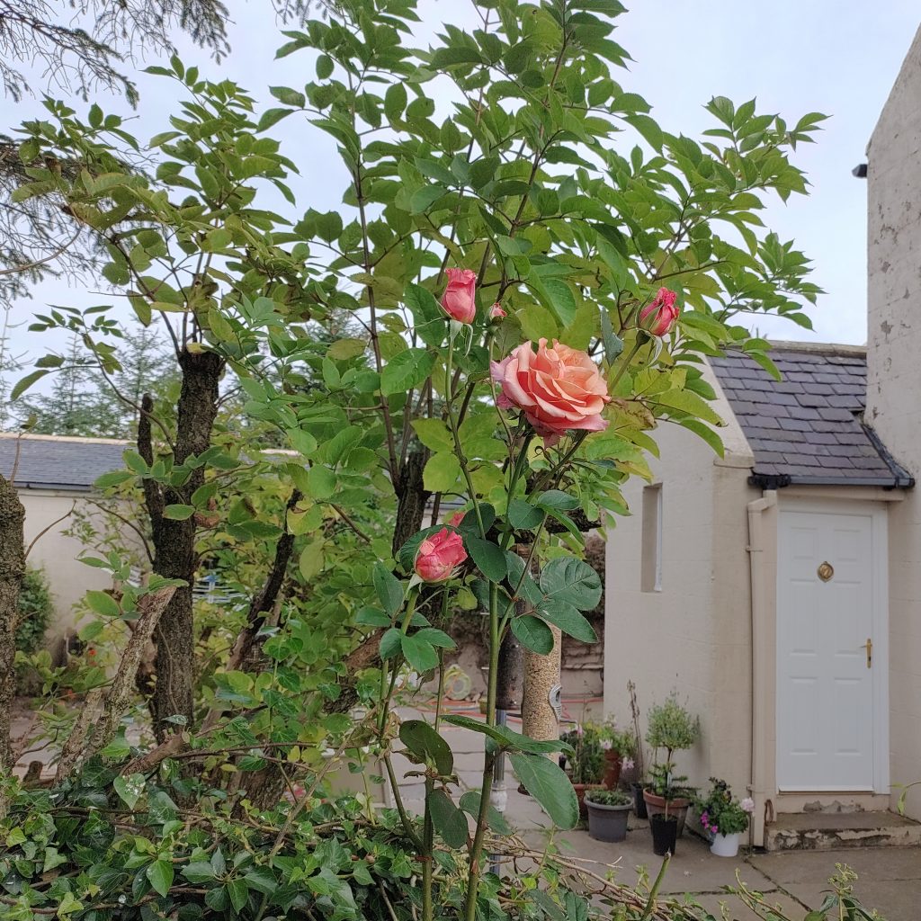 A rose in full bloom in the foreground, with trees and a house behind.