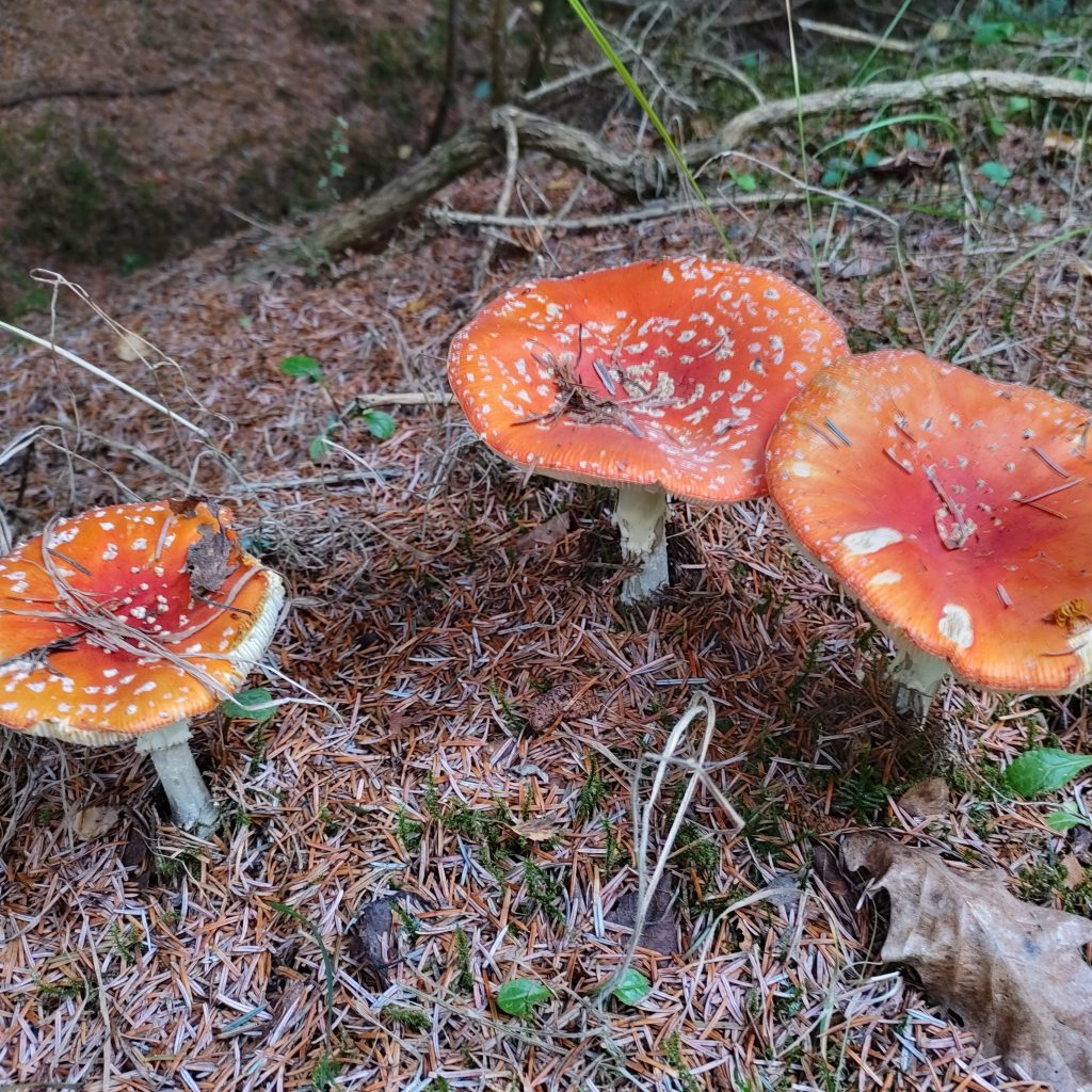 A close-up of a woodland floor, with three bright orange-red spotted mushrooms on the larch needle covered ground. An oak leaf lies in the bottom right corner.