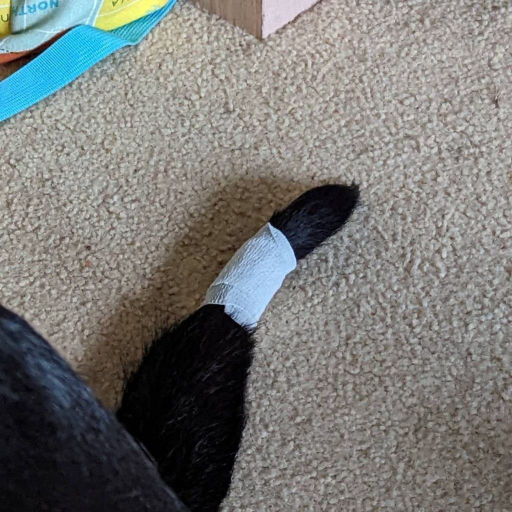 A black dog's tail with a white bandage around it, near the tip.