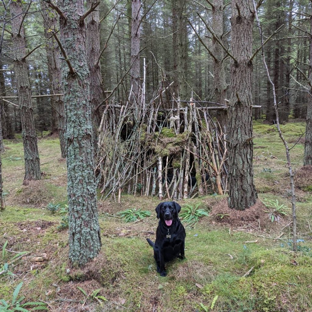 A black dog sits in front of a make-shift shelter in some woods.