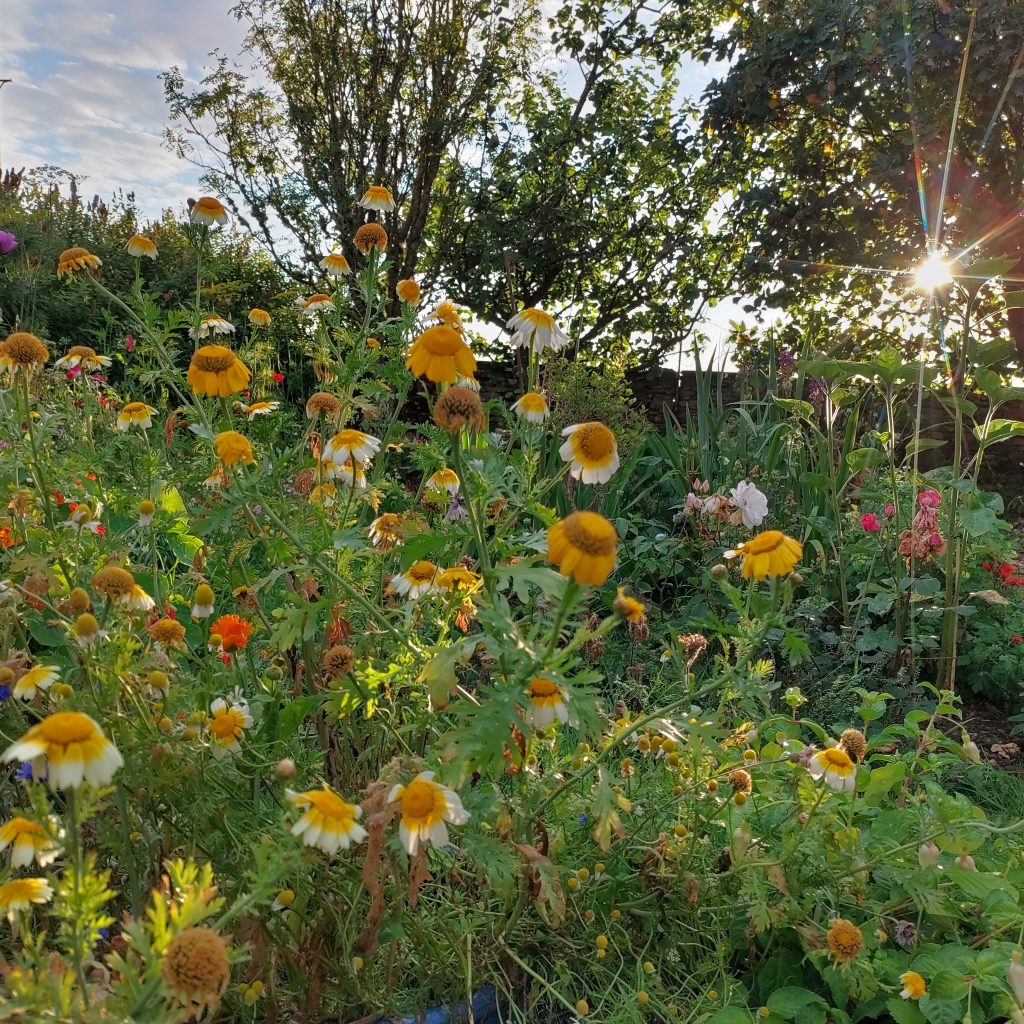 A cottage garden. Yellow, white and orange flowers in the foreground are lit by the early morning sun shining through the trees in the background.