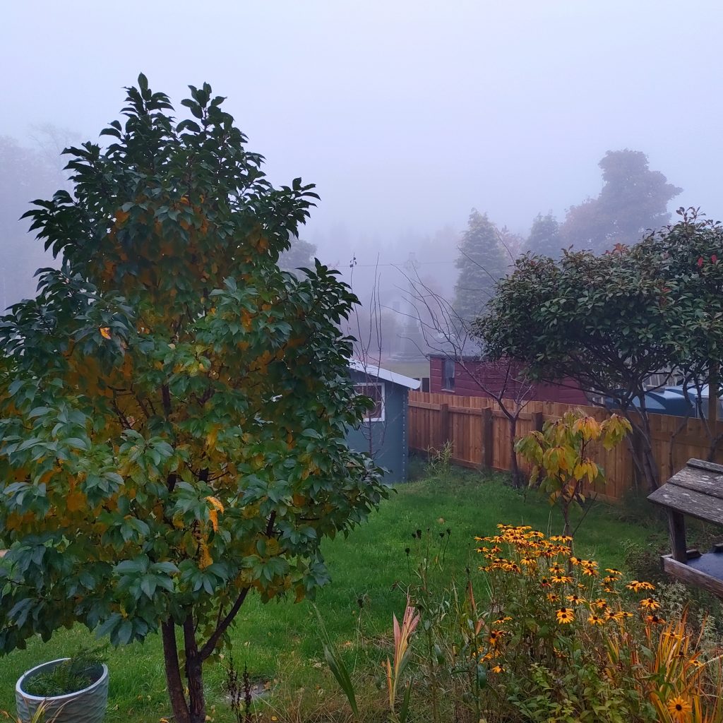 A garden, with fog drawing in from beyond the fence. It's clearly a wet morning, and the trees in the garden are either bare or have leaves turning yellow.