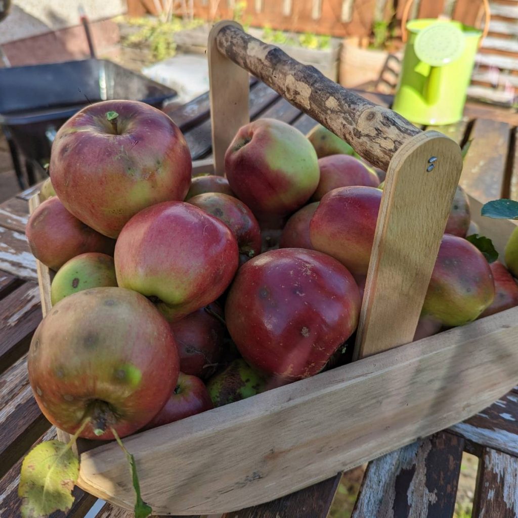 A trug of freshly picked apples sits on a table in a sunny garden.