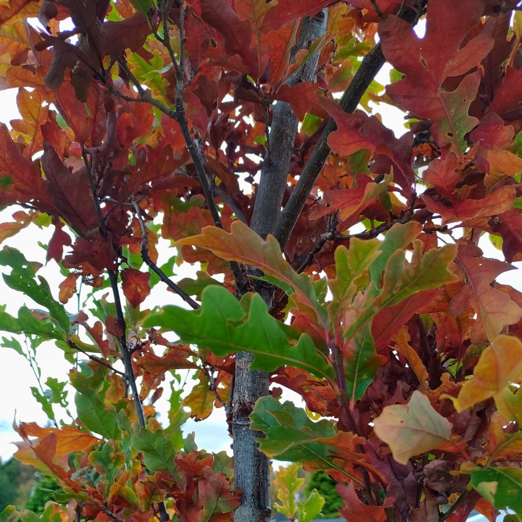 A close-up of an oak tree, some leaves green, some russet - and all the colours in between.