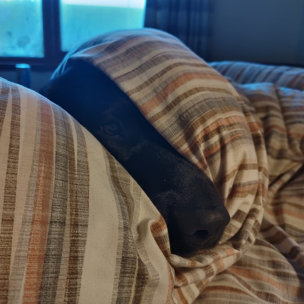 A black dog pokes half her head out from underneath some bedsheets.