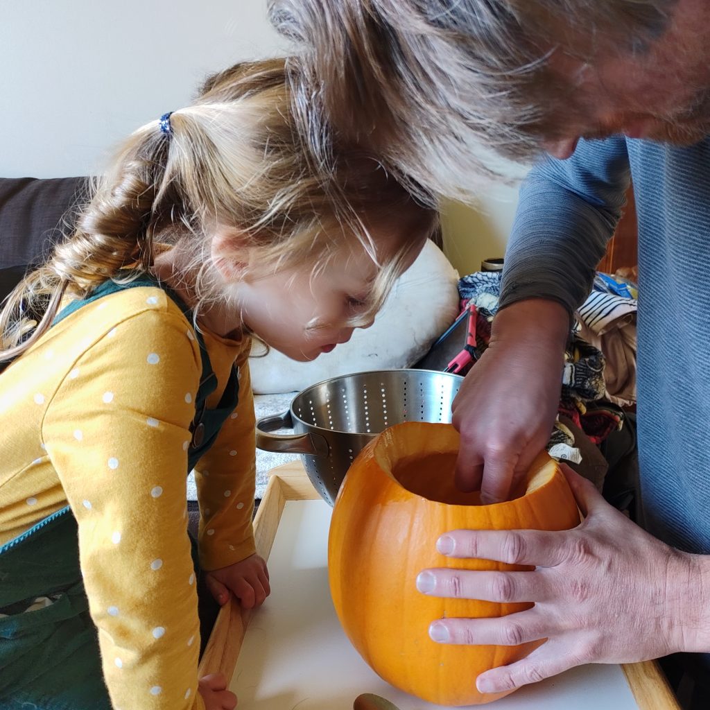 A pre-schooler peers into a pumpkin as her dad scoops out some of the pumpkin seeds and flesh, ready for carving.