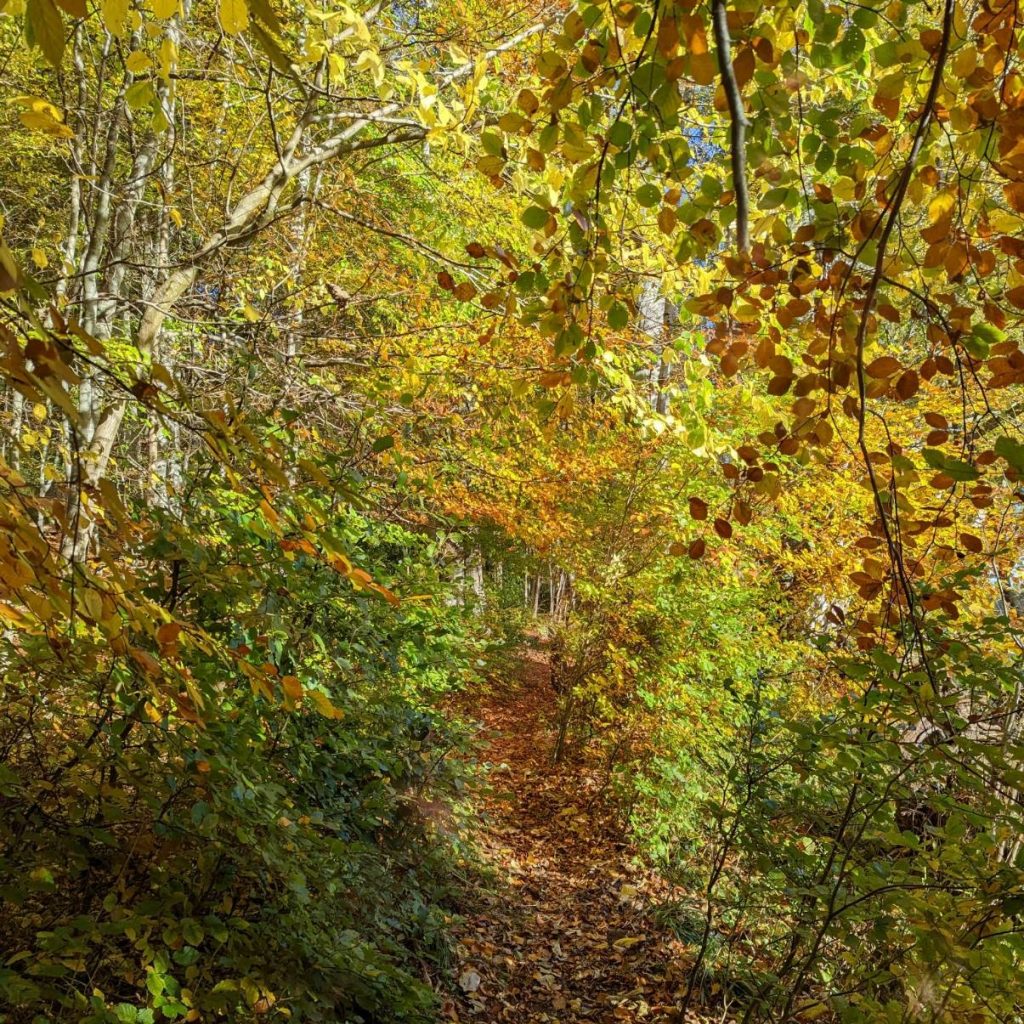An autumnal woodland scene, with trees of green, gold and brown bracketing a half-hidden path.